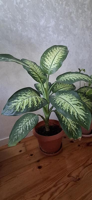 sine boyuden bitki: Dieffenbaxiya (Dieffenbachia) – iri, zolaqlı yarpaqları olan dekorativ — 7