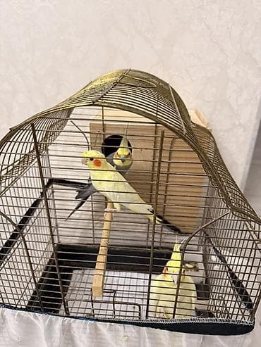 тап аз птицы: Nimfa (Cockatiel) papuqayları – evdə saxlanılan dekorativ quşlar - — 5