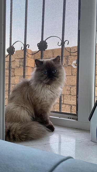 bildir: Dişi, Yaxşı əllərə, Ödənişli çatdırılma — 1