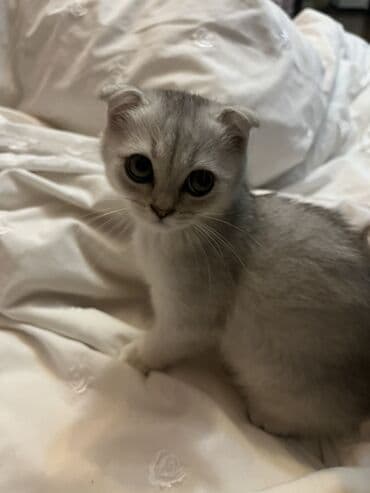 вислоухий кот цена: Шиншилла, Самка, В добрые руки, Бесплатная доставка — 4