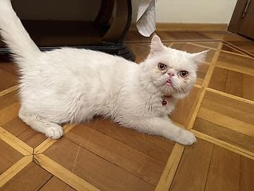 pisik aksesuar: Ekzot, Erkək, Cütləşmə üçün, Ünvandan götürmə — 1