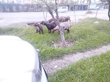 qoyun satilir: Qoyun sürüsü satılır Salam 5 qoyun 5 qüzû satılır ünvan novxanı cavan — 5