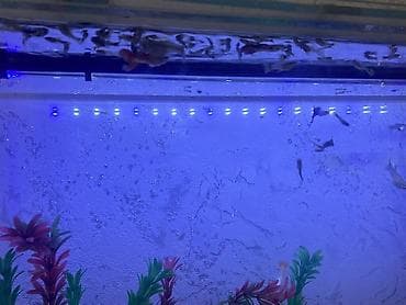 heyvalar: Akvarium-şkaf, Balıqlarla birlikdə, 90 l, Ödənişli çatdırılma, Ünvandan götürmə — 6