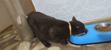 İtlər: Britan, Erkək, Yaxşı əllərə, Ünvandan götürmə — 4