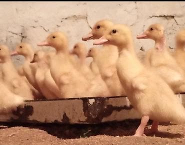 liqorin toyuqlari satilir: Salam tam saglam kuban ordekleri satlir 5 gunluk ordek balalaridi .258 — 1