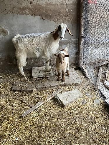 helep: Ana bala heleb balasi erkeydi — 3