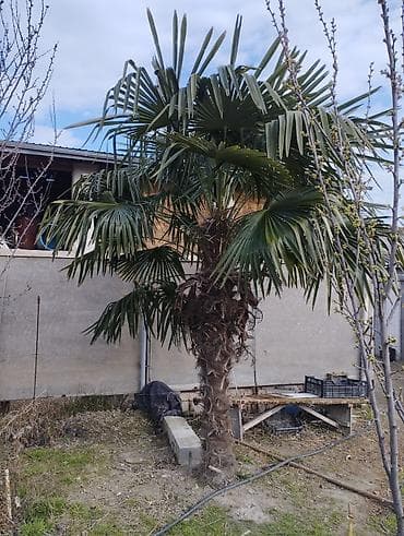 maral sekli: Trachycarpus fortunei (Külək Palma ağacı) – dekorativ, həmişəyşil — 1