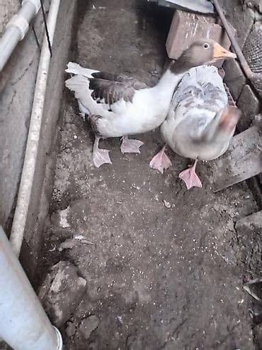 Qazlar – 1 ədəd fere - Növ: ev quşu, boz-ağ rəngli qaz - Say: 1 ədəd