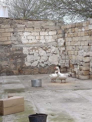 Erkək dişi ağır çəkili Yumurtayan kuban qazı satılır. Vatsapla əlaqə