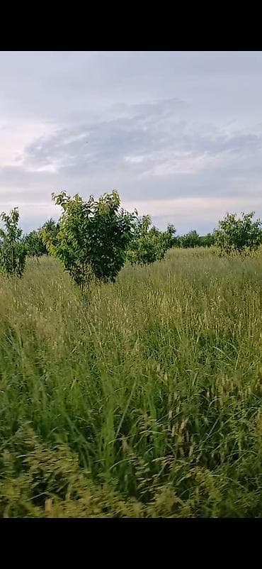 püstə ağacı satılır: Məhsul: Meyvə bağı (təsərrüfat sahəsi) Təsvir: - Səliqəli cərgələr — 3