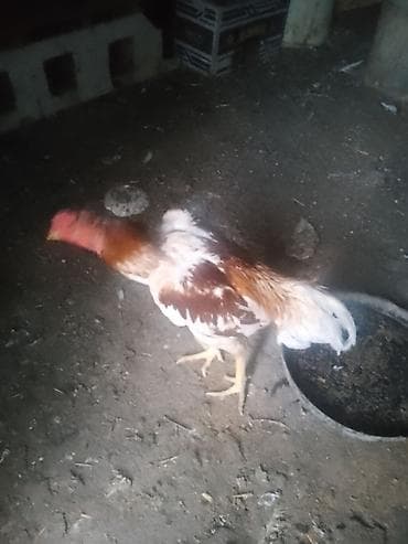 6 aylıqdı 7 gedir isdiysen şexisye yazsın başqa şekilerin de atım qanı — 6