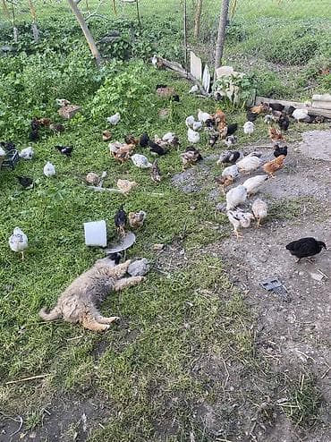 cuce satisi 2019: Toyuq, Damazlıq, Pulsuz çatdırılma — 3