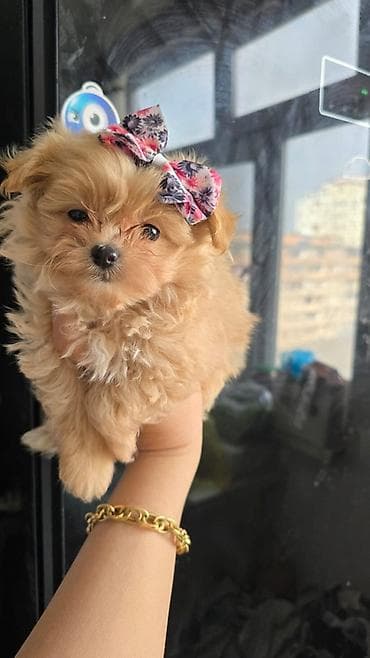 Malta bolonka, 1 ay, Dişi, Ünvandan götürmə
