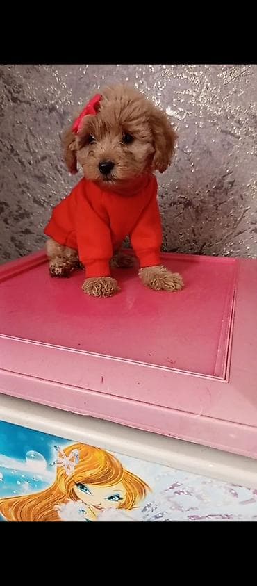 xaski itləri: Pudel, 2 ay, Dişi — 1