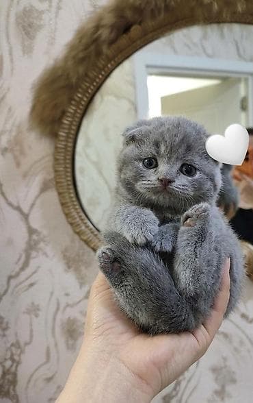 pisik sinsila: Şotland yastı qulaq — 3