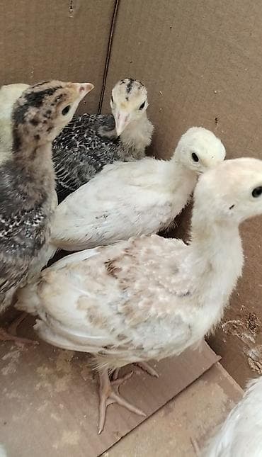 Salam 15 ədəd sort hinduşka balası satılır 20 günlük hamısı bir yerdə