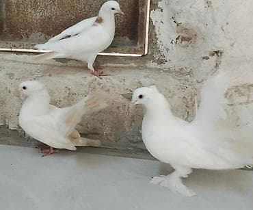 papuqay type 1: Salam 1 cüt pavlin.erkəy Londondu dişi başı esənlərdən.birdə boynu — 4