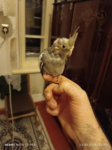 Təzə yemə düşmüş 1 ay 10 günlük korela balası Sağlamdır öz quşlarımın