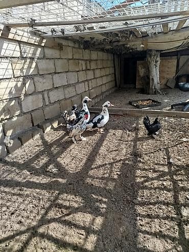 Другие животные: Saglamdilar hamis satilir qiymet danisariq — 7