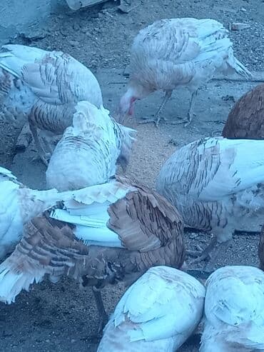 hələb keçisi haqqında məlumat: Öz həyətimdə saxladığım hinduşkalar ətlik və damazlikdir. 60.manatdan — 1