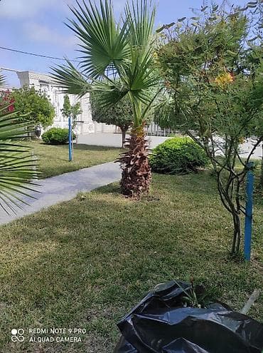 suni bitki: 🌴 Palma ağaclarının peşəkar təmizlənməsi və formaya salınması! 🌴 ✔ — 6
