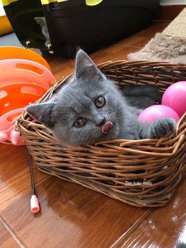 pişik şəkili: Şotland, Dişi, Erkək, Ünvandan götürmə — 23