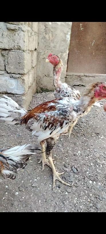 hind toyuğu: Salam heyvanlar goz qabagindadi saglamliglarina cavabdehem, biri — 3