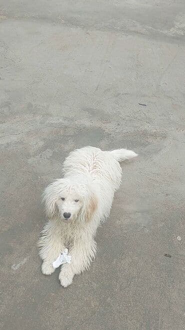 авторынок в азербайджане: Пудель, 7 месяцев, Самец, С прививками, Самовывоз, Платная доставка — 1