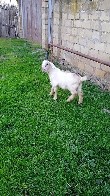 heyvan per page 40: Salam helebler erkeydiler — 2