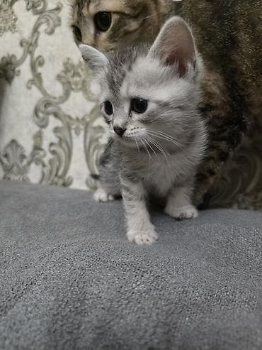 pişik pulsuz: Erkək, Dişi — 3