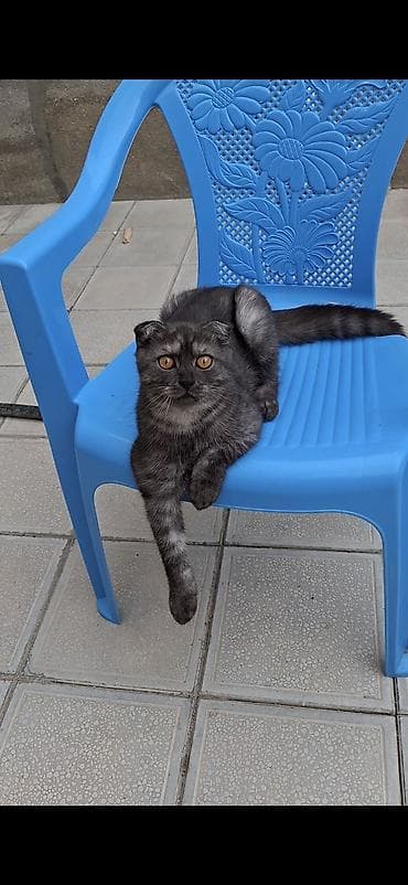 шотландский вислоухий котенок баку: Шотландская, Для вязки — 2