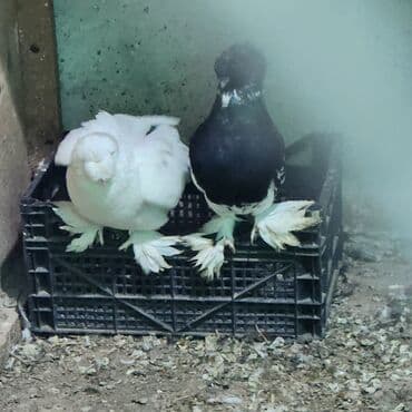 göyercin: Cins göyərçinlər – 2 ədəd - Növ: bəzək/şou tipli tüklü-pəncəli — 7