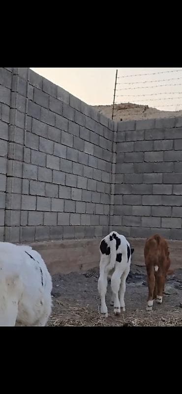 smental dana: Satışda – müxtəlif rəngli heyvan balaları (buzovlar). Xüsusiyyətlər — 9