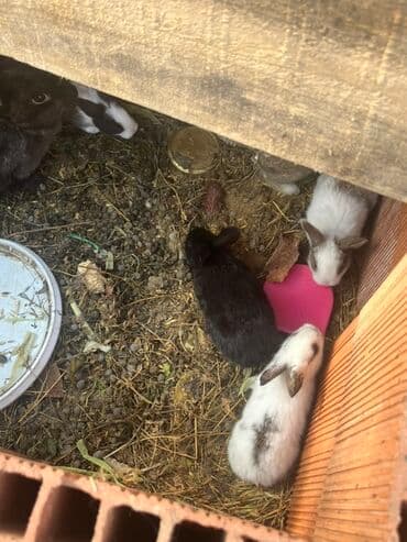 Heyvanlar üçün mallar: Dovşan balaları hər rəngdə var 6 manat Məhsul: Ev dovşanları – — 3