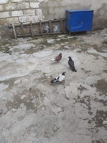quşlar: Bir ededi 3 azn hamisi tutulmadilar — 1