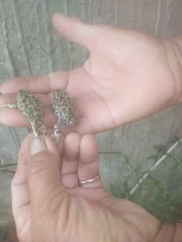 lelekli heyvanlar: Digər heyvanlar — 1