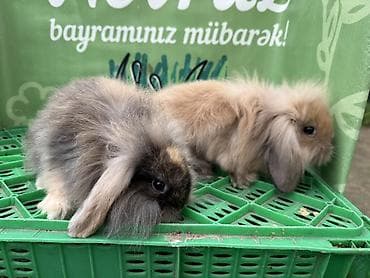 dovsan balasi: Minidovşan balaları – müxtəlif rəng və növlər - Sevimli dekorativ — 10