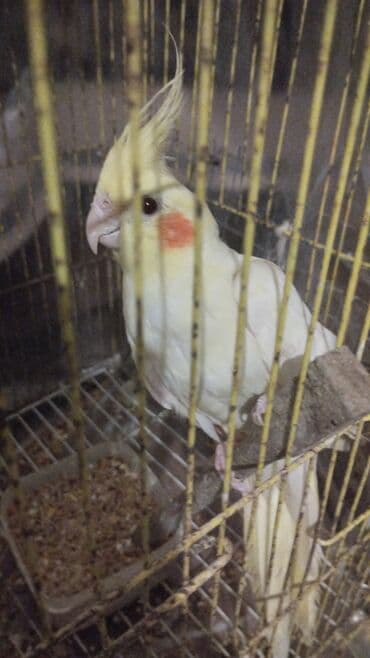 Great Wall: Növ: Nimfa tutuquşu (cockatiel), açıq sarı rəng, yanaqlarda narıncı — 5