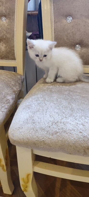 ağ heyratı: Şinşilla, Erkək, Yaxşı əllərə, Ünvandan götürmə, Ödənişli çatdırılma — 3