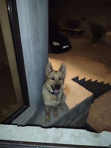 pitbull itleri: İt – iri ölçülü, qızılı rəngli, dik qulaqlı, güclü quruluşlu — 1