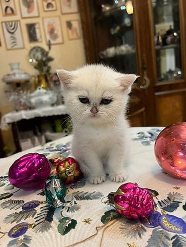 akvarium 120 cm: Britan yastı qulaq, Yaxşı əllərə — 4