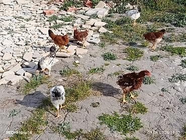 kənd cucəsi: 11ədəd kənd cücələri.dermansiz böyüdülmüş.3ay10gunlukdu.etraflu — 4