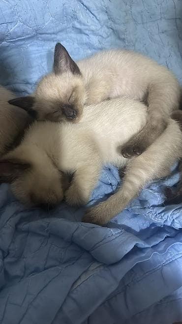 it adlari disi: Şotland yastı qulaq — 6