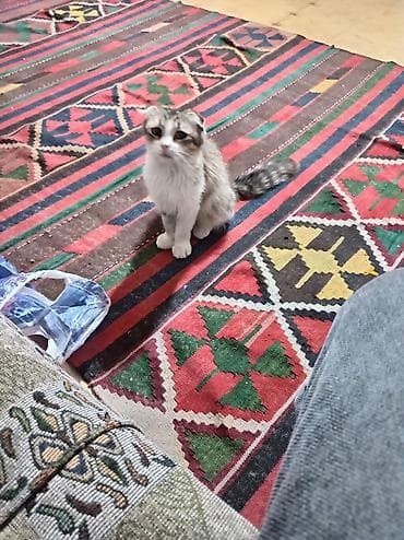 pisikli oyunlar: Dişi — 1