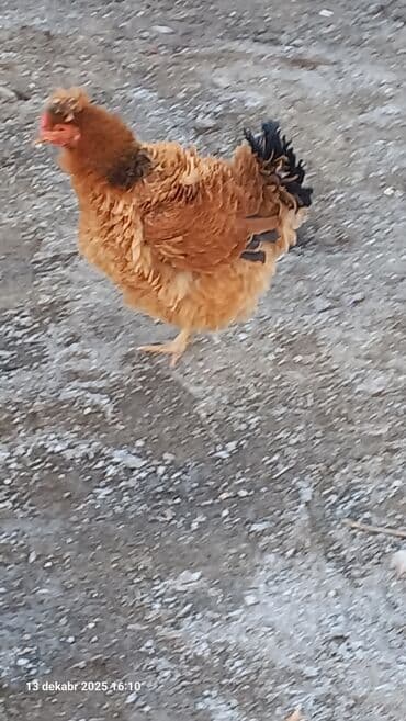 qirqovul yumurtasi nece gune cixir: Toyuq, Damazlıq, Ödənişli çatdırılma — 3