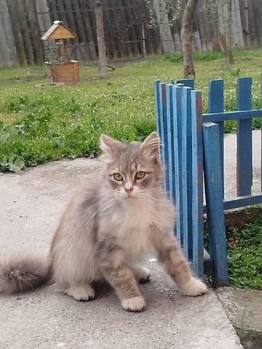 Dişi, Yaxşı əllərə, Ünvandan götürmə