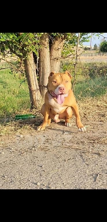 alabaý itleri: Pitbul, 2 il, Erkək, Peyvəndli — 2