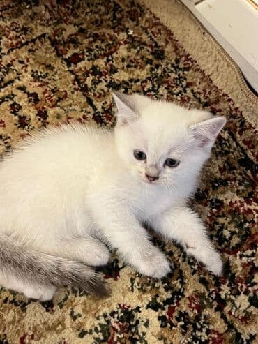 ağ heyratı: Şinşilla, Erkək, Yaxşı əllərə, Ünvandan götürmə, Ödənişli çatdırılma — 5