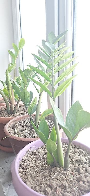 dekor ağaclar: ZZ bitkisi (Zamioculcas zamiifolia) – qapalı məkanlar üçün dekorativ — 4