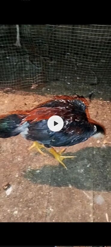 ev quşlari haqqinda melumat: Ana yasil ayaq sosyete ata qara dimdiy qara mamız yaponlardan duşme — 3